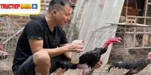 Cách trị gà bị té gió cụ thể và các bước cần làm khi phát hiện gà bị té gió