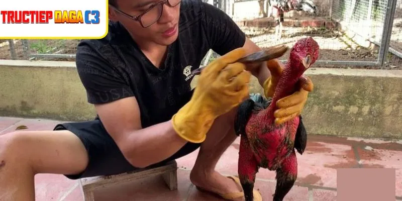 Chiến kê được Vào Nghệ Cho Gà Chọi với thân hình săn chắc