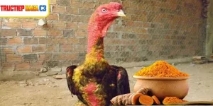 Chiến kê khi Vào Nghệ Cho Gà Chọi khỏe khoắn hơn