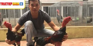 Chiến kê khỏe mạnh nhờ cách Nuôi Gà Không Bị Bệnh chuẩn
