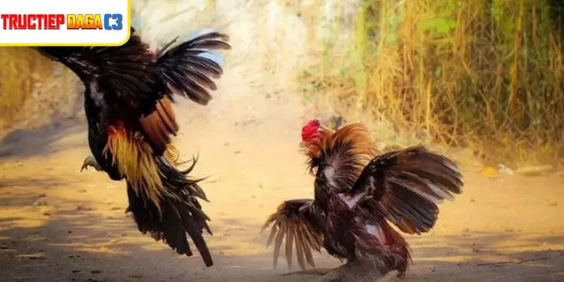 Chiến kê sẵn sàng ra đòn trong trận Đá Gà Thomo 