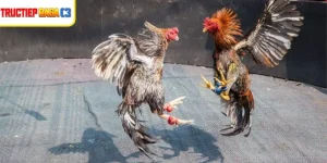 Chiến kê tung cú đá hiểm trong trận Đá Gà Thomo Hôm Nay.