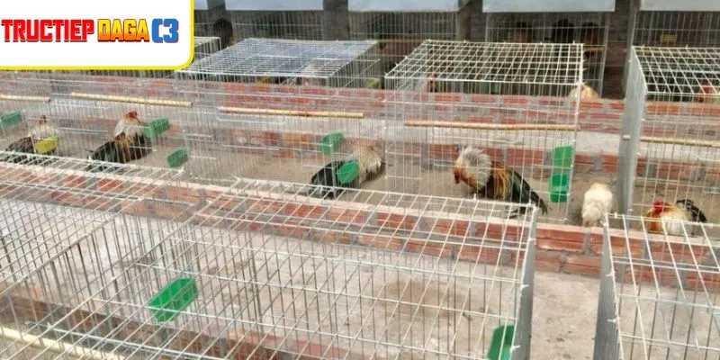 Chuồng gà sạch sẽ, khô thoáng là lá chắn ngăn bệnh cầu trùng