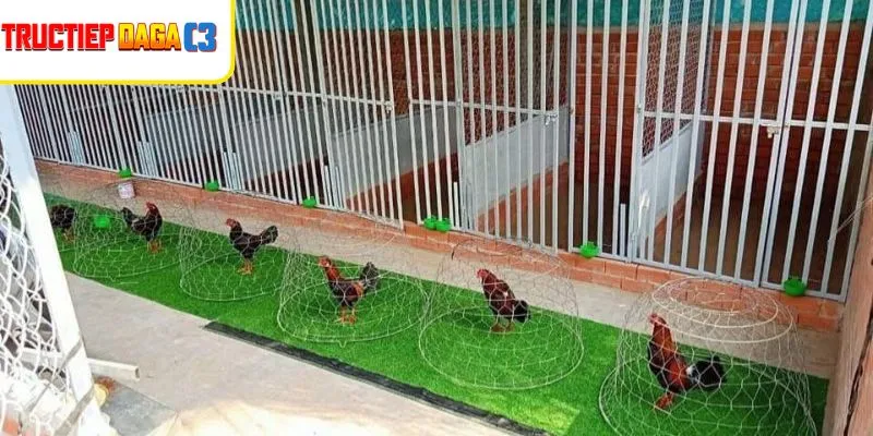 Chuồng gà sạch sẽ, khô thoáng ngăn lác tái phát hiệu quả cho đàn gà
