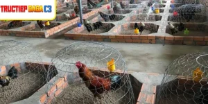 Chuồng gà thoáng mát, sạch sẽ là cách trị gà bị đen miệng hiệu quả