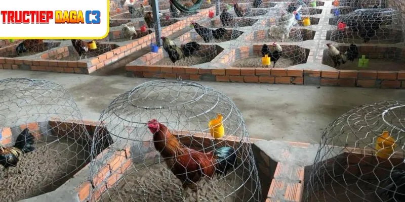 Chuồng gà thoáng mát, sạch sẽ là cách trị gà bị đen miệng hiệu quả