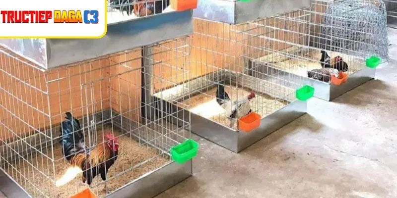 Chuồng gà thoáng sạch ngăn bệnh viêm ruột hoại tử ở gà