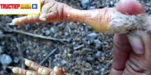 Gà bị ké chậu thường xuất hiện vảy trắng, da bong tróc rõ rệt