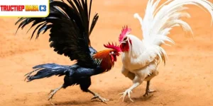 Trải nghiệm cá cược kịch tính và hấp dẫn với đá gà thomo