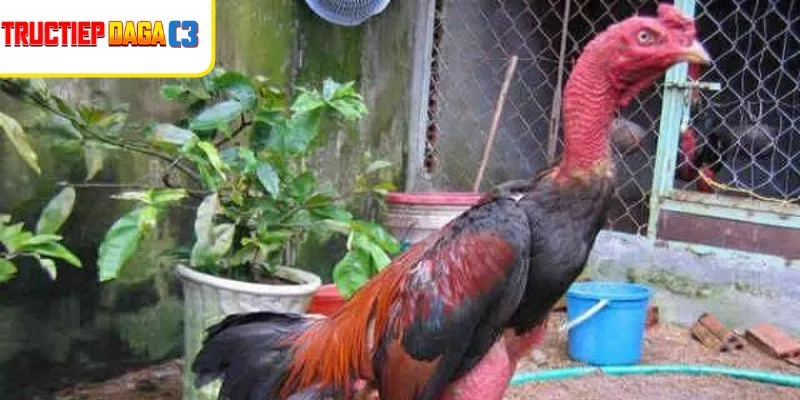 Đạt cân chuẩn sau khi Ép Cân Gà Chọi Khoa Học