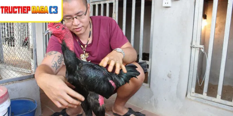 Ép cân gà chọi được thực hiện bài bản