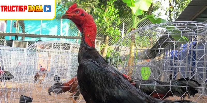 Ép Cân Gà Chọi Khoa Học đúng cách lưu ý gì?