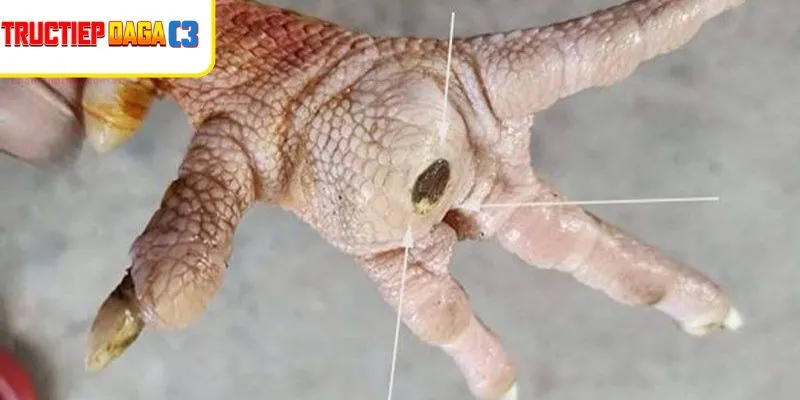 Da gà nhiễm ké chậu có vảy trắng, sưng đỏ ở vùng chân rõ ràng