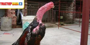 Gà bị lác thường có da đỏ, vẩy trắng ở vùng chân và cổ rõ rệt