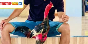 Gà chiến cơ bắp săn chắc chuẩn bị bước vào trận đấu cựa sắt