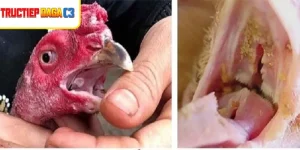 Gà chọi được xử lý bệnh nấm họng với thảo dược tự nhiên