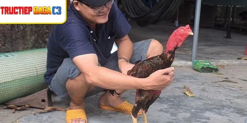 Gà chọi sung mãn nhờ cách nuôi gà không bệnh khoa học