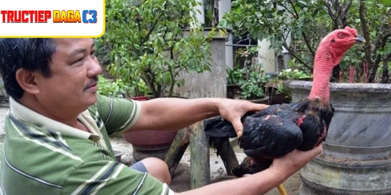Gà chọi suy yếu vì bệnh nấm họng không được phát hiện sớm