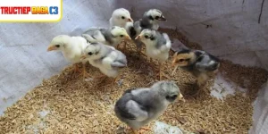 Gà con được chăm sóc kỹ trong giai đoạn nuôi gà mới nở