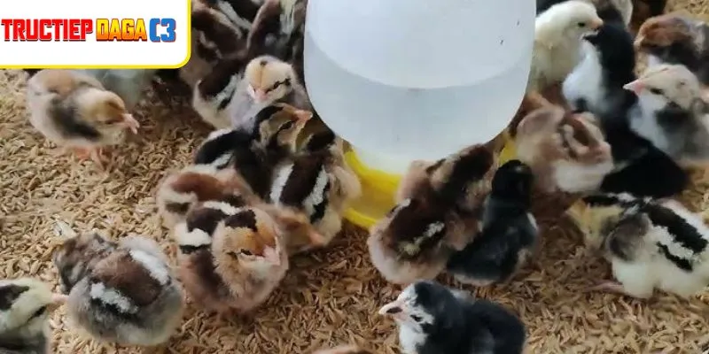 Gà con khỏe mạnh được Nuôi Gà Chọi Mới Nở đúng cách