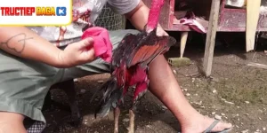 Gà được chăm sóc bằng cách trị gà bị tím mồng nhanh hồi phục 