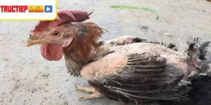 Gà nhiễm bệnh viêm ruột hoại tử có lông xơ xác thấy rõ