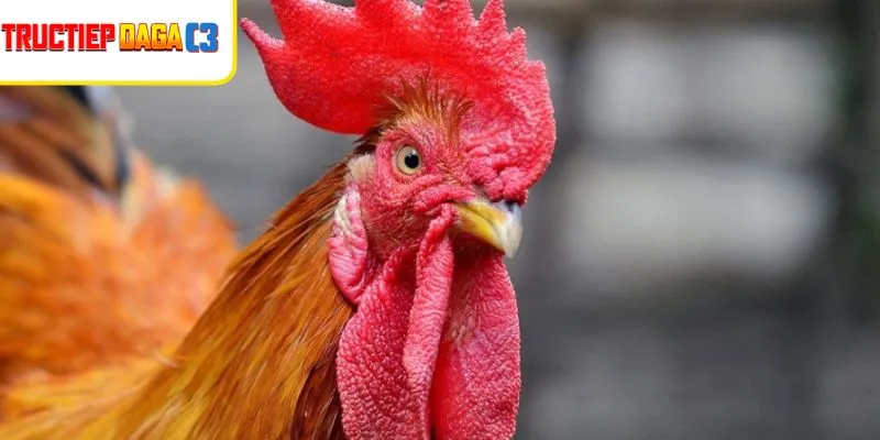 Gà sau khi dùng cách trị gà bị đen miệng sẽ có miệng hồng hào