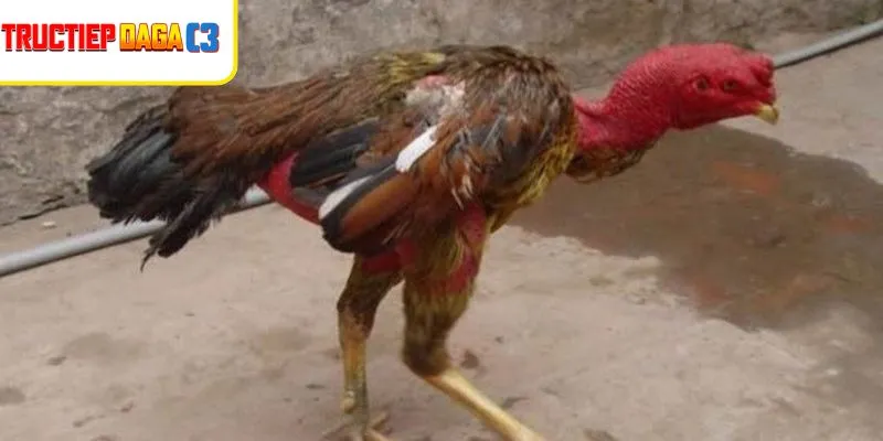 Những lưu ý quan trọng khi trị gà bị té gió