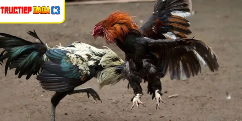 Pha ra đòn hiểm hóc từ đá gà cựa sắt làm bùng nổ trận đấu