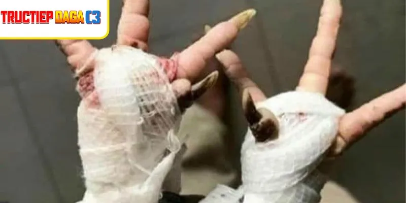 Trị gà bị ké chậu bằng thuốc sẽ có da chân sạch, khỏe mạnh